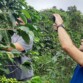 Con el café colombiano